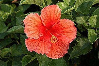 《超次元游戏海王星：重生1》NS版新预告片 今夏上线